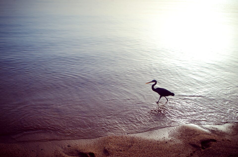 Summer beach birds