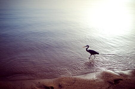Summer beach birds