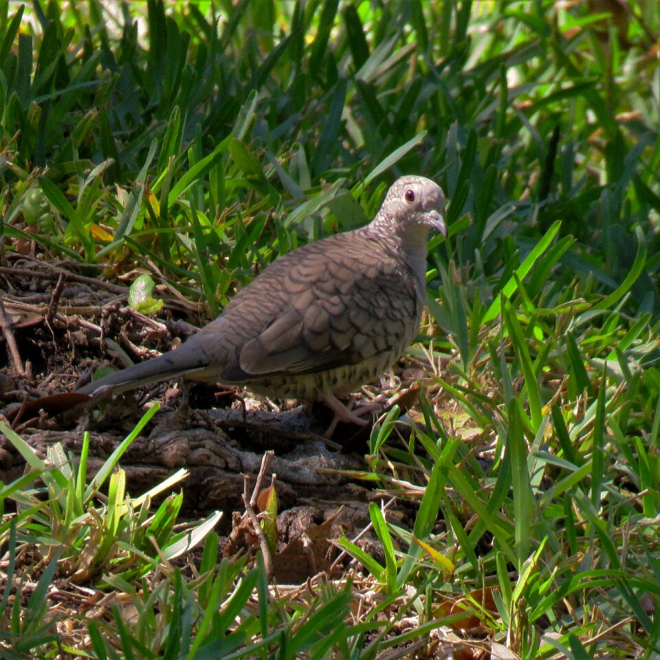 Green grass wildlife