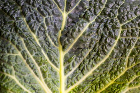 Winter vegetables savoy savoy cabbage