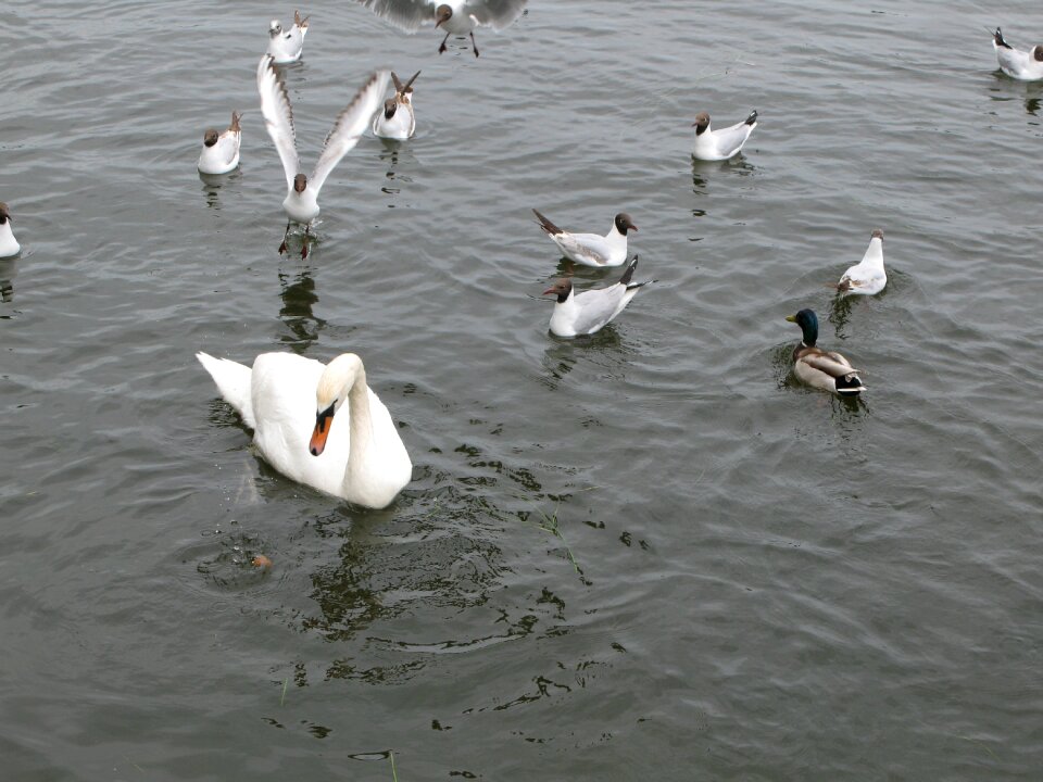 Bird pond water