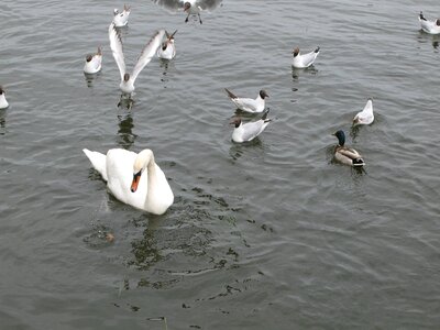 Bird pond water photo