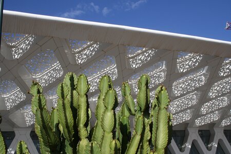 Airport cactus roof