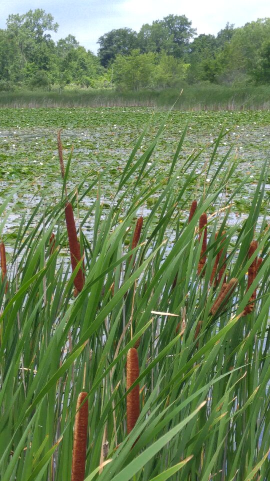 Nature reed plant