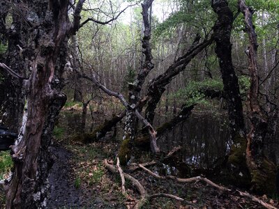 Aesthetic weird wild