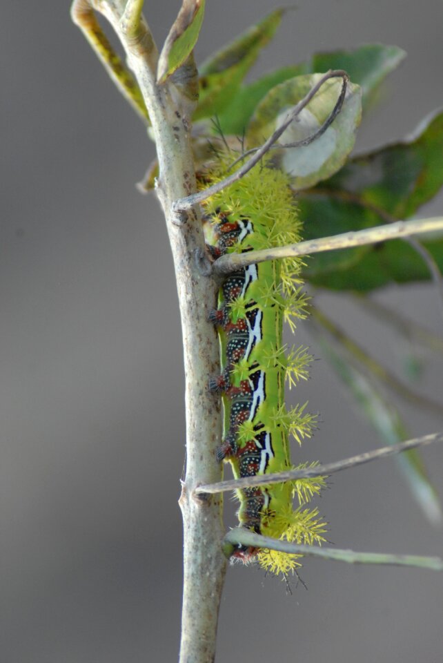 Worm fauna nature