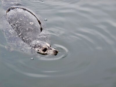 Wild marine aquatic