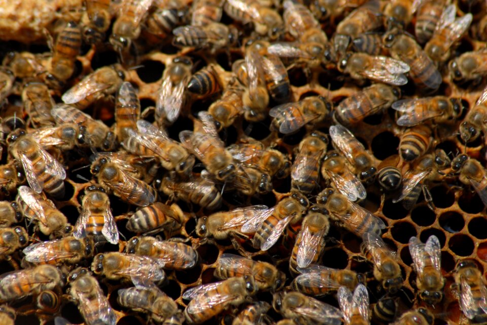Bee beekeeping insect