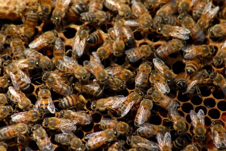 Bee beekeeping insect