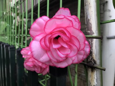 Flowers bright bloom