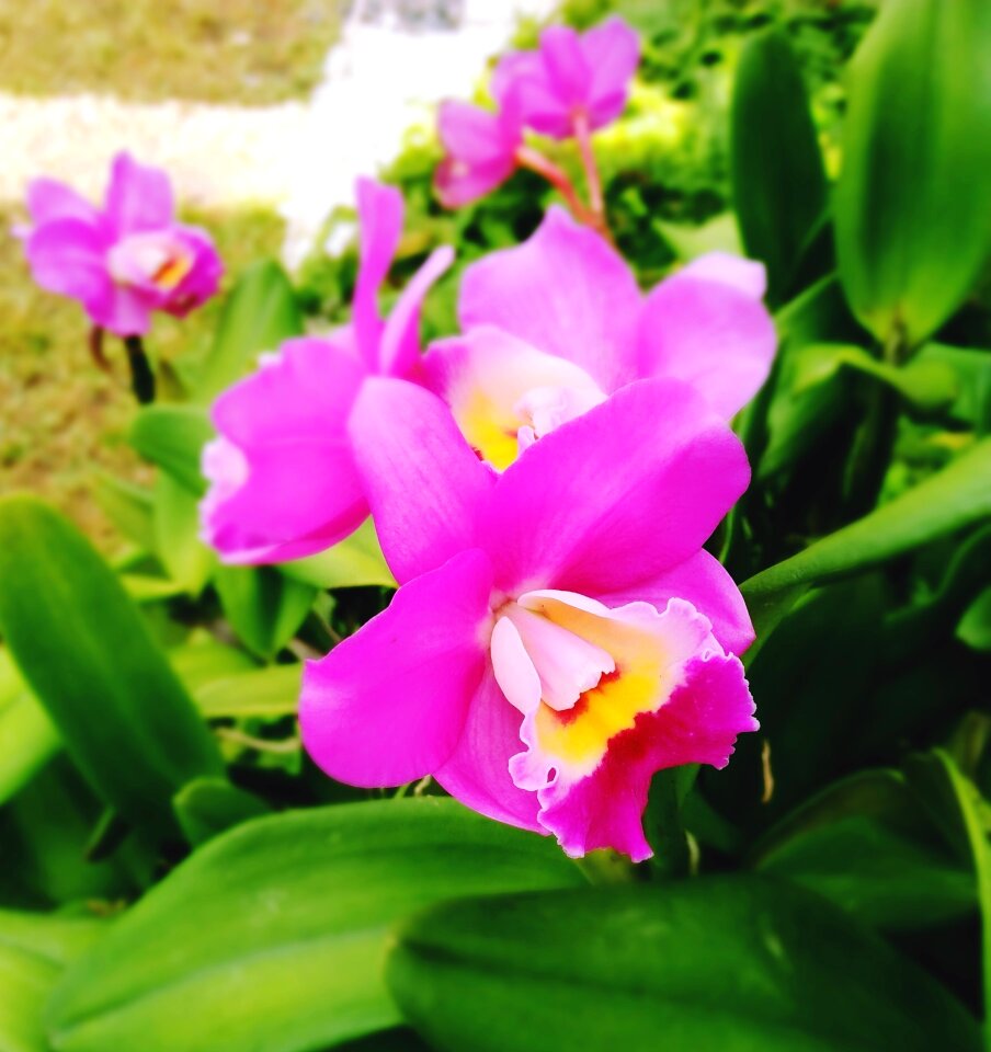 Pink green