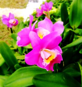 Pink green