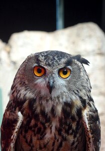 Eyes nocturne feathers