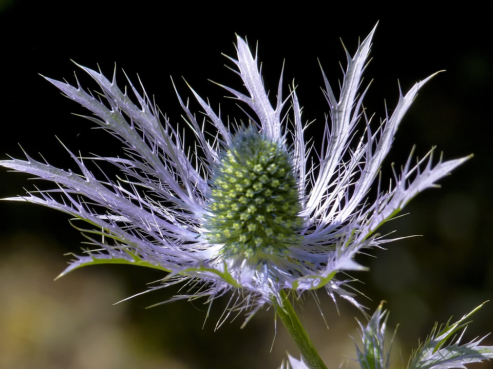 Close-up macro flora