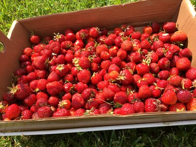 Red healthy ripe