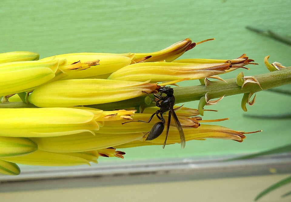 Insect wasp salento