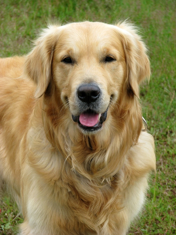 Retriever pet animal