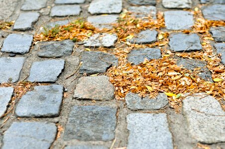 Street leaves stone photo