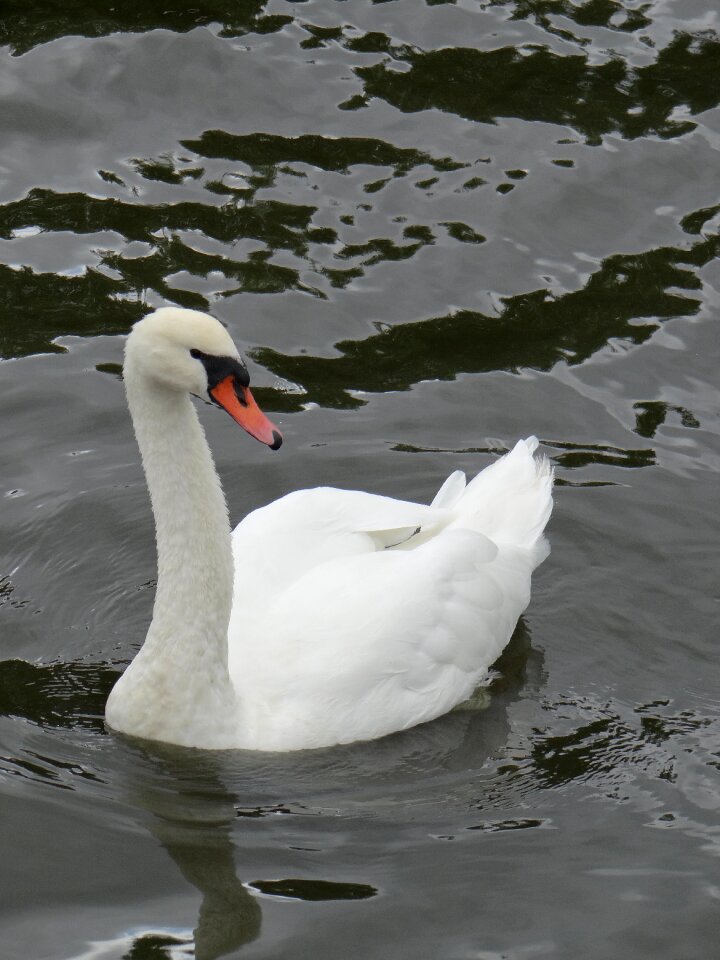 Water bird lake poland