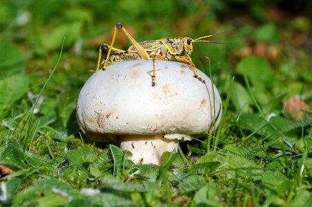 Nature forest litter mushrooms