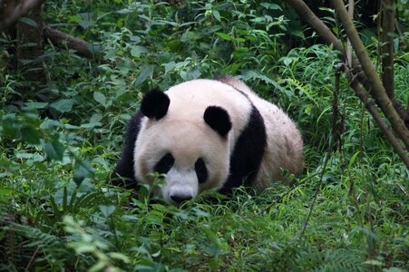 Bear bamboo animal world photo