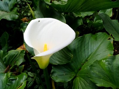 Glass of milk flower nature