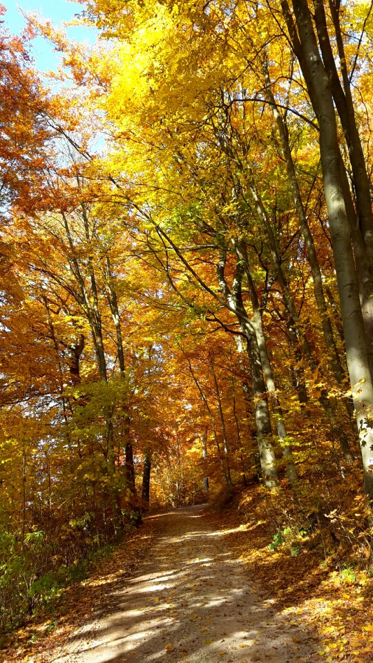 Autumn sun golden october autumn colours