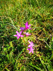 Alpine flowers kind of gentian wild flower