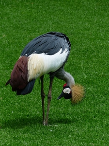 Hunched over search spring crown