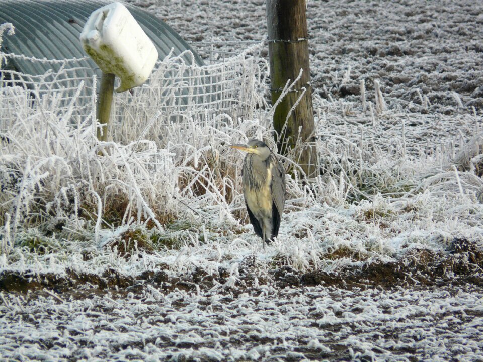 Nature wildlife bird