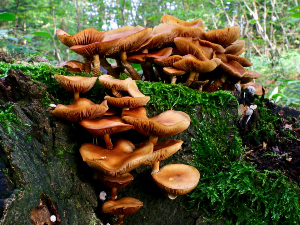 Disc fungus moss autumn photo