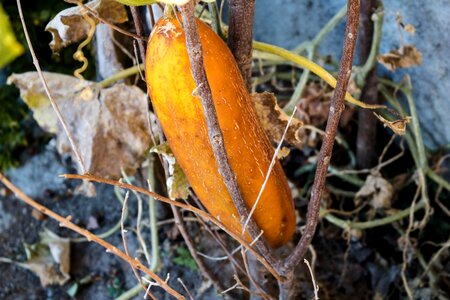 Cucumber autumn comanche