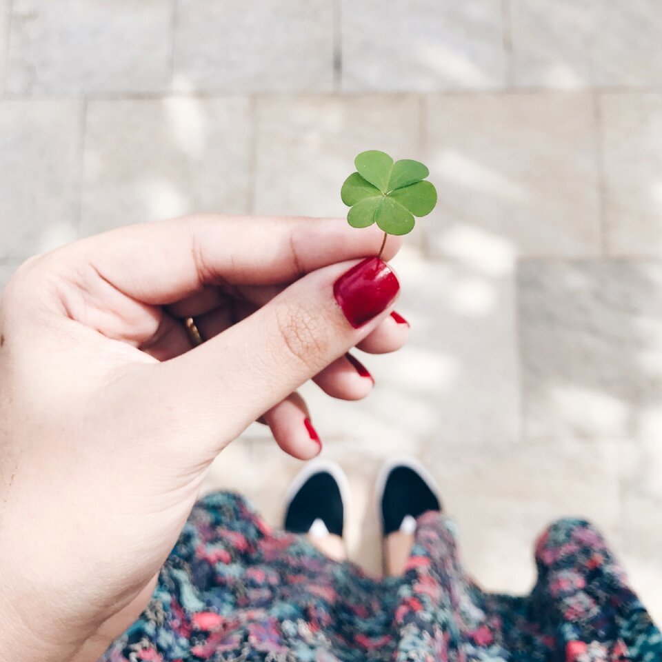 Four leaves four leaf clover