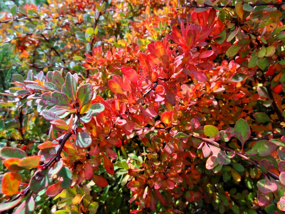 Autumn mood nostalgia the beauty of nature