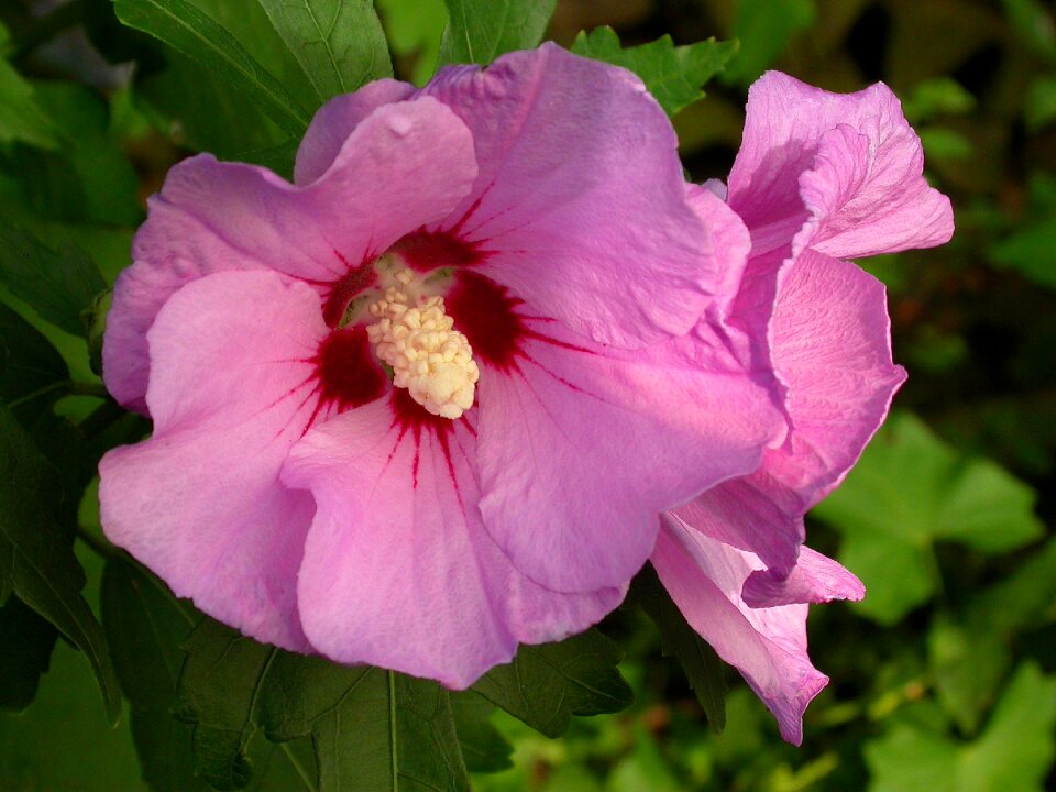Hibiscus pink summer