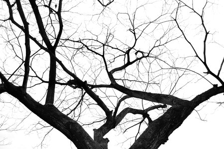 Nature autumn trees