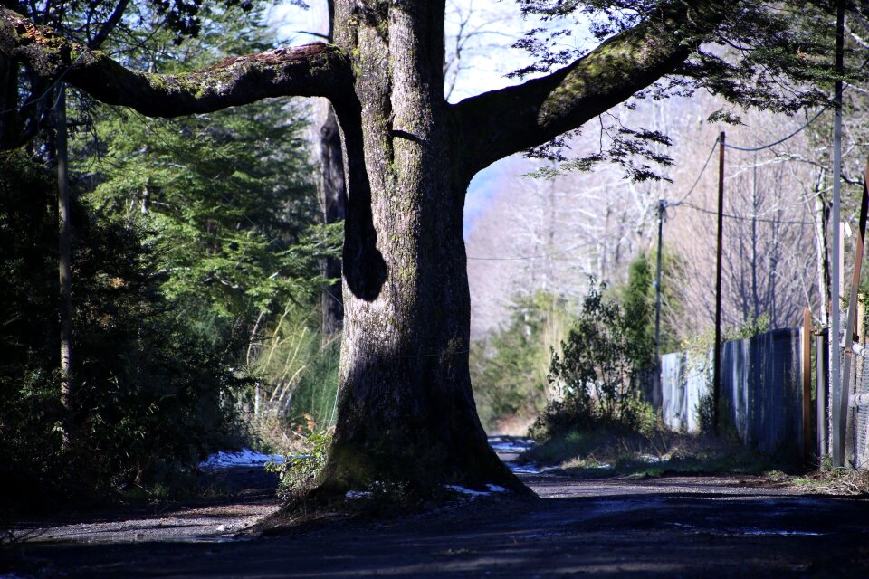 Path tree pucon