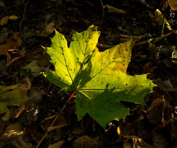 Autumn light autumn leaves