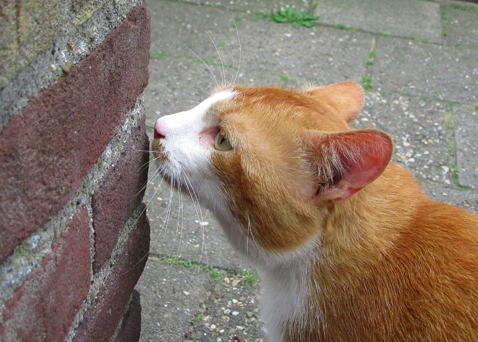Nose whiskers ears