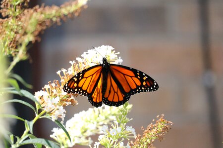 Butterfly flower photo