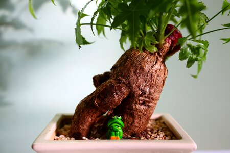 Root green plant