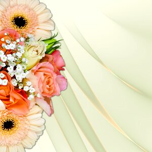 Gerbera gypsophila wedding