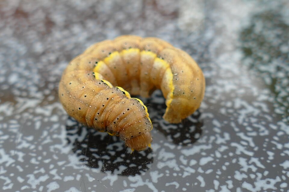 Caterpillar stage of development butterfly caterpillar