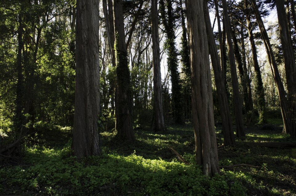 Forest trees green wood