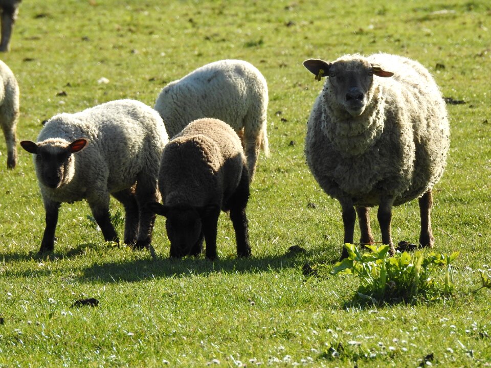 Field sheep animals