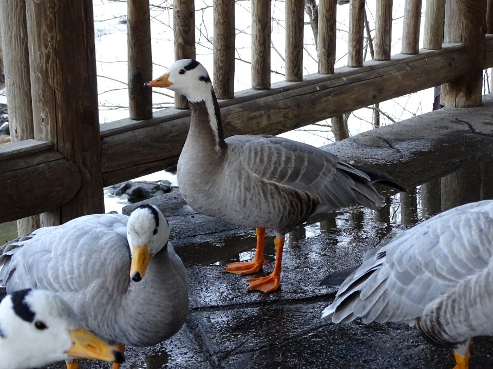 Bird water bird waterfowl