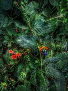 Green nature hedges