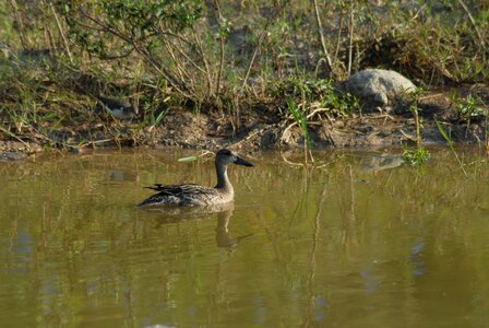 Ducks ave waterfowl