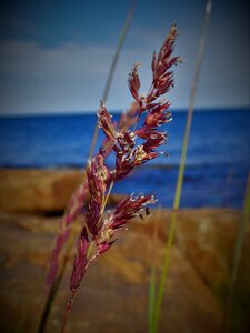 Seaside the grass plant summer