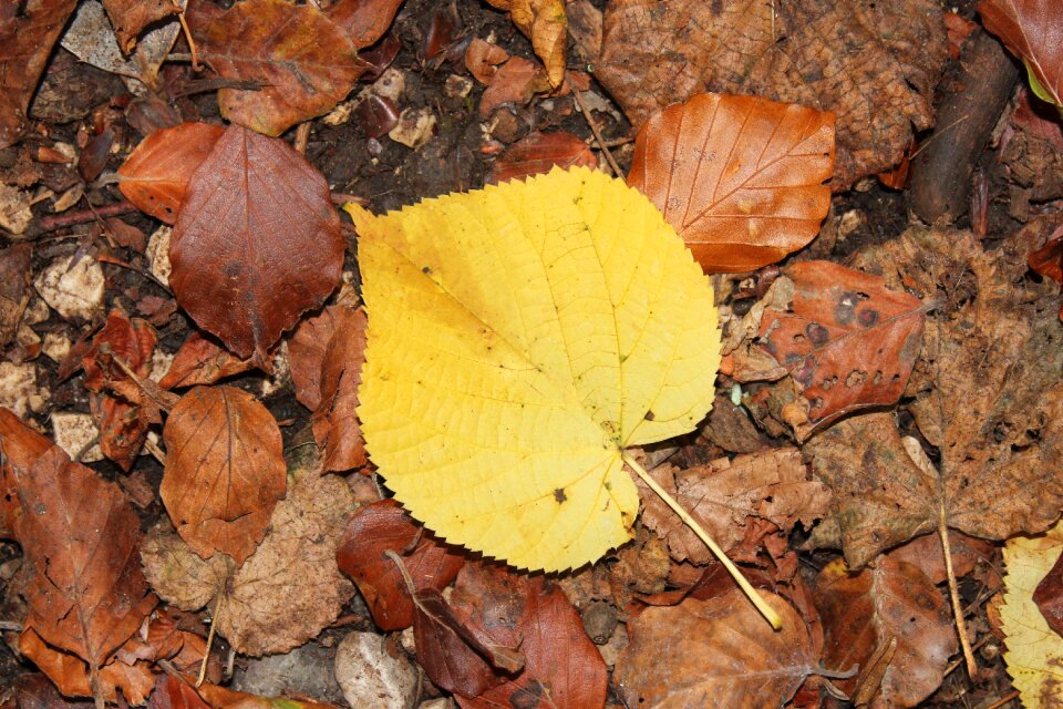 Color nature golden autumn